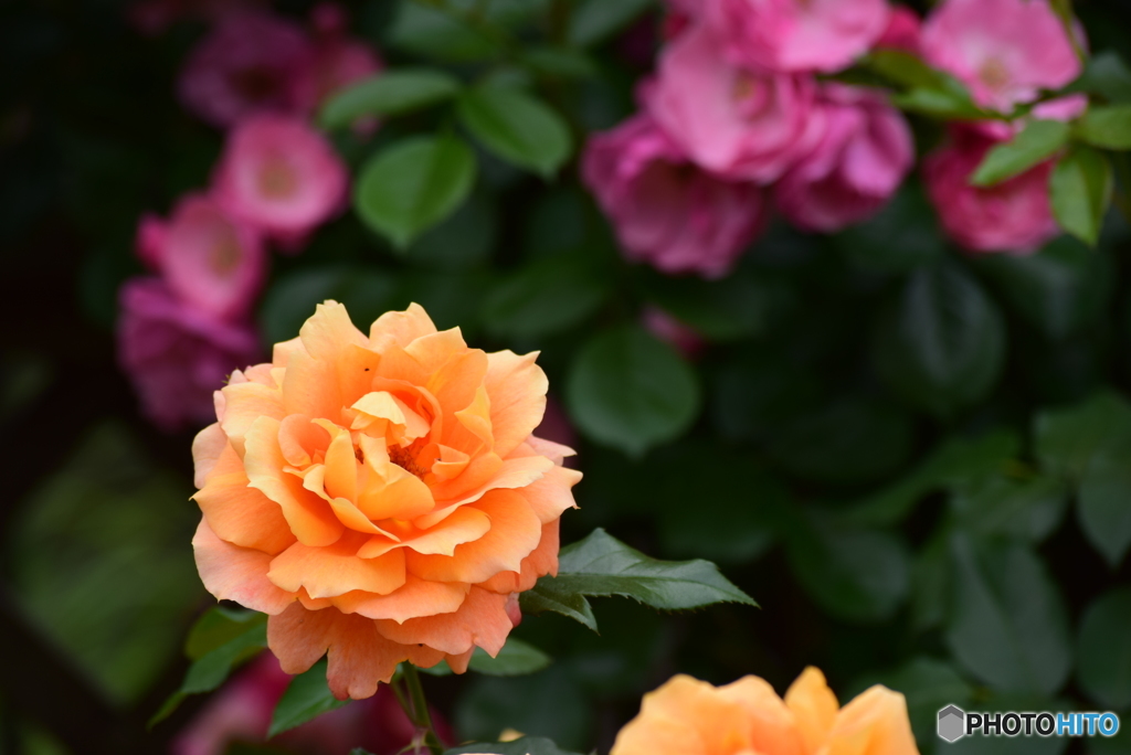 Roses 7