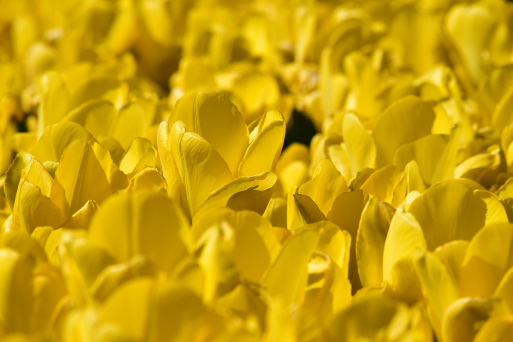 Yellow Flowers