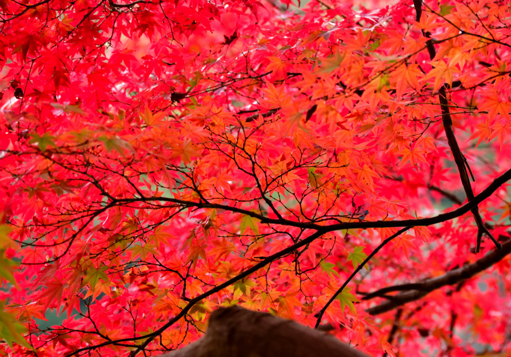 紅につつまれて