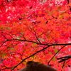 紅につつまれて