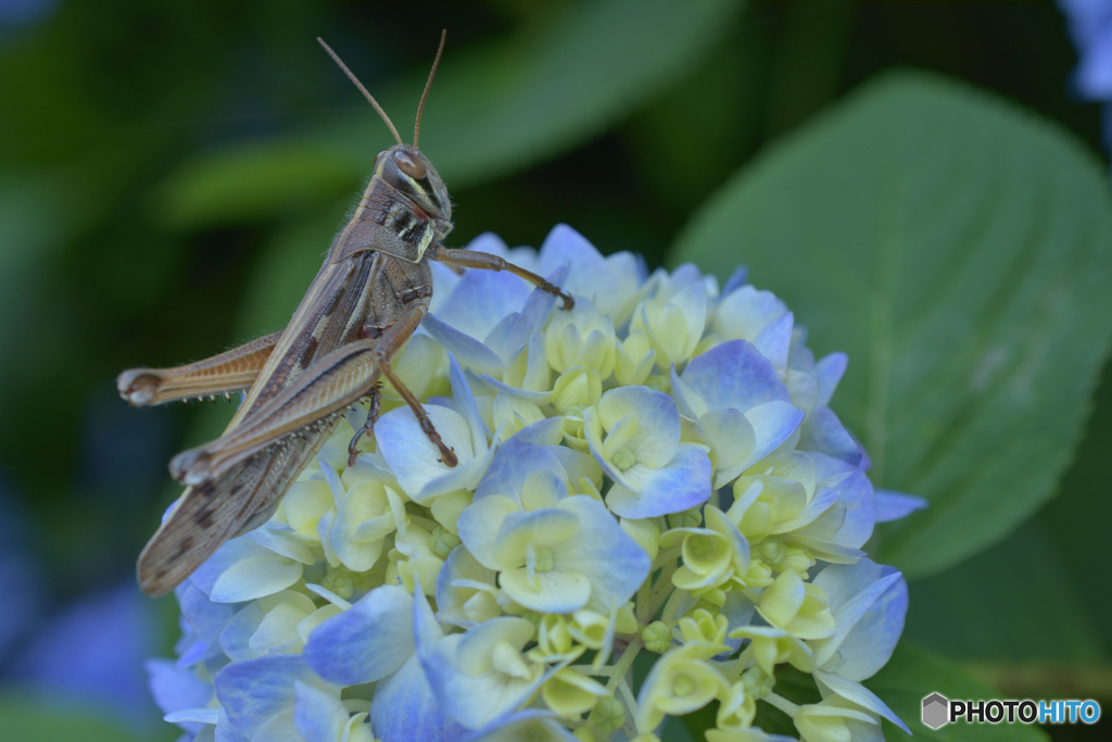 【昆虫接写】「バッタと紫陽花」改め「イナゴと紫陽花」