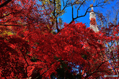 芝公園冬紅葉