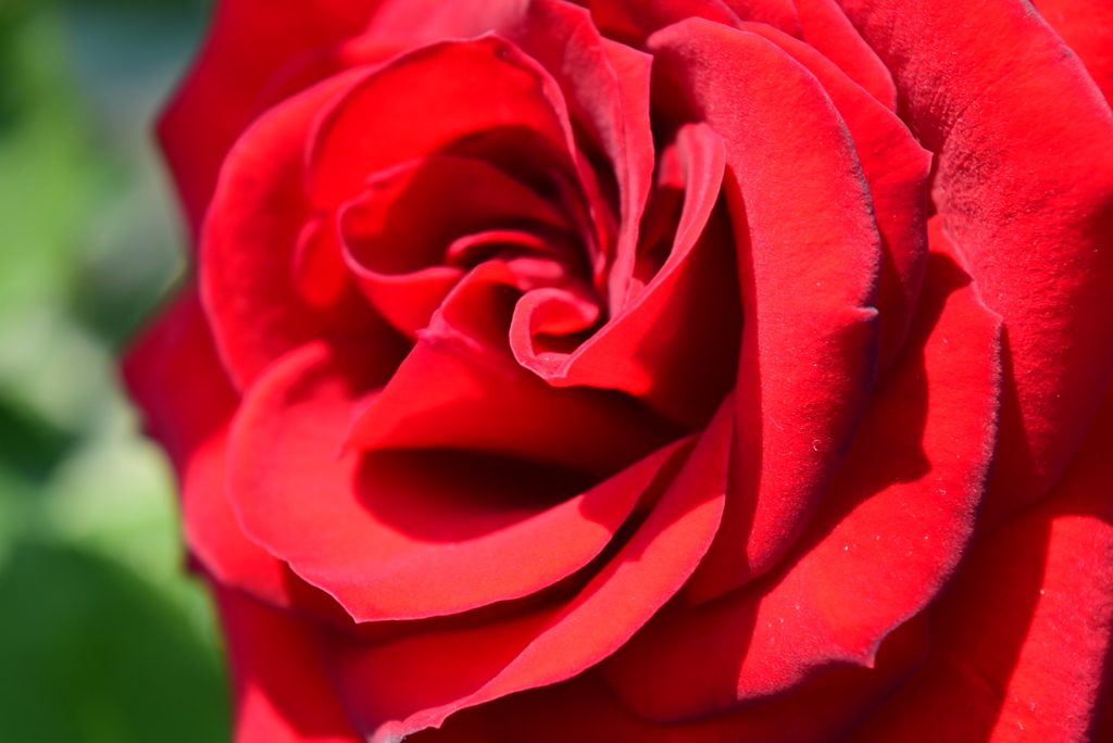 Roses 18