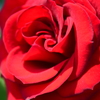 Roses 18