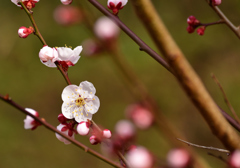 にほひをこせよ梅の花