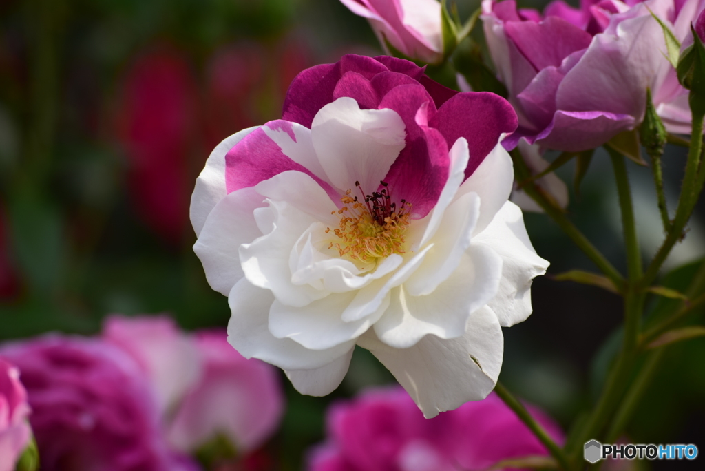 Roses 12