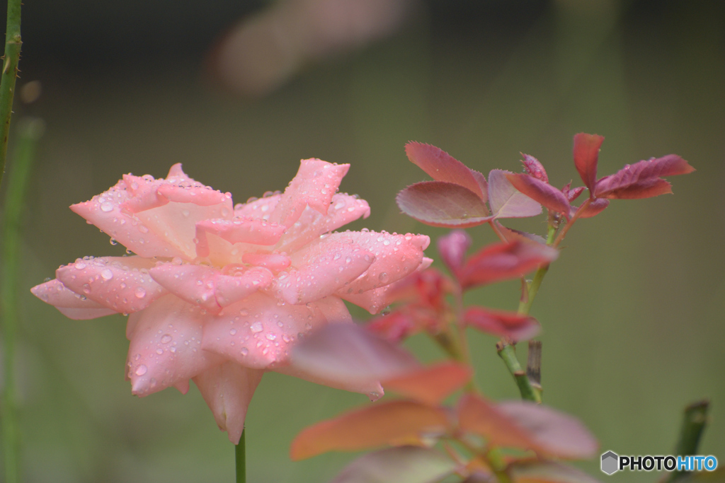 雨上がり　纏った雫　葉月の薔薇