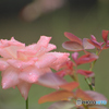 雨上がり　纏った雫　葉月の薔薇