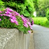 散歩道