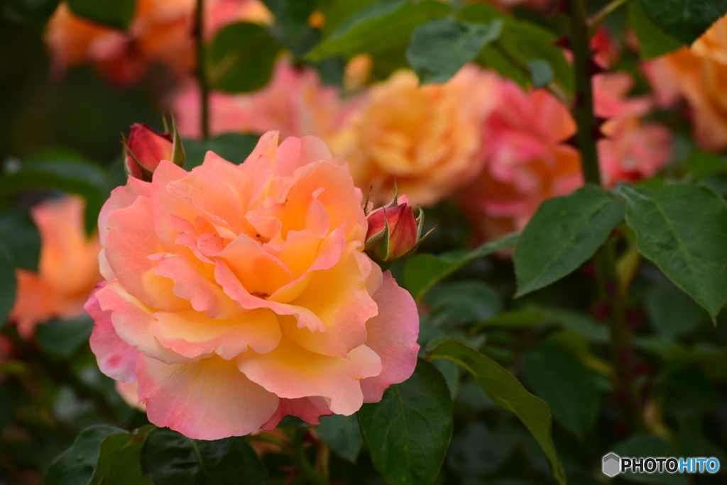 Roses 5