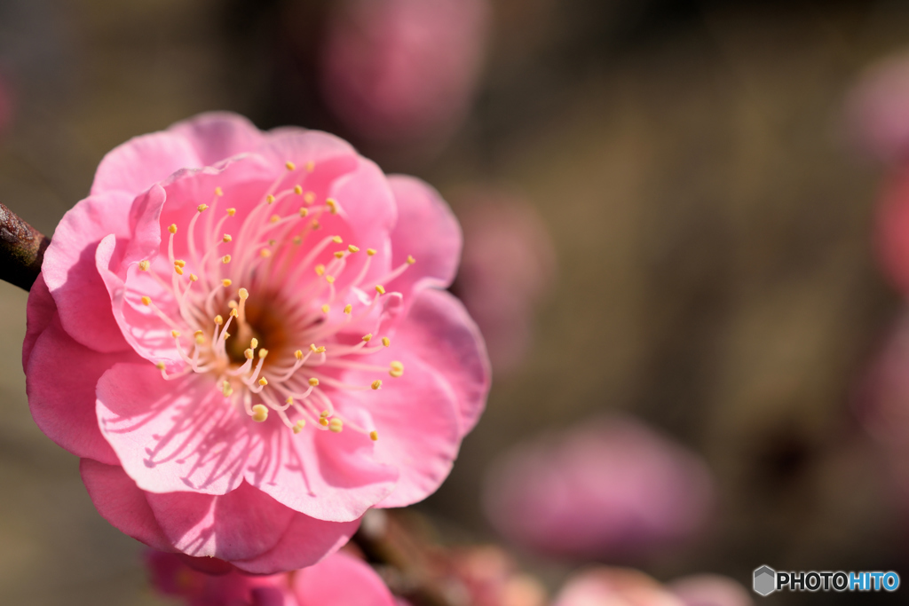 にほひをこせよ梅の花