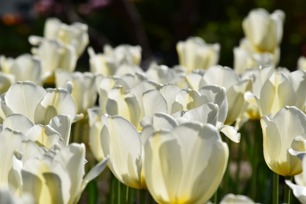 White Flowers