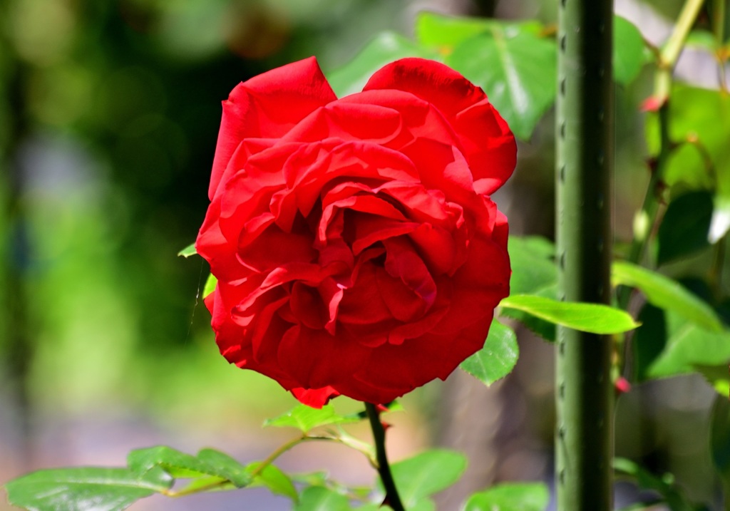 薔薇
