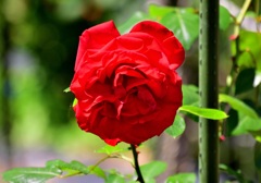 薔薇