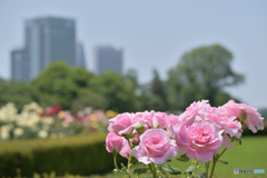 Shinjuku Roses