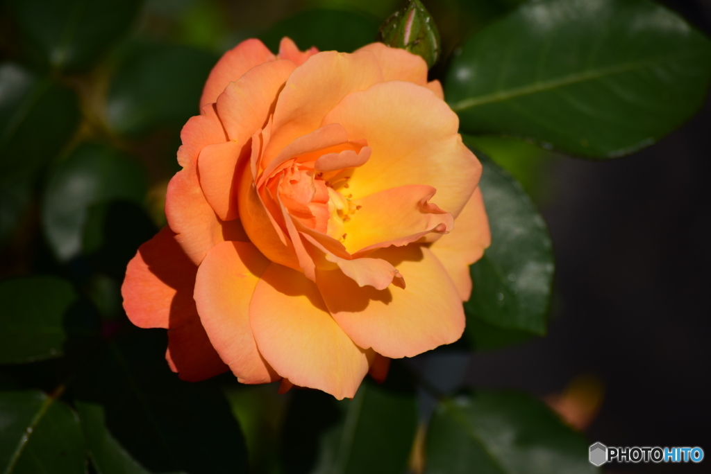 Roses 14