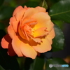 Roses 14