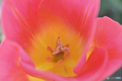 Tulip