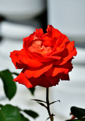 薔薇