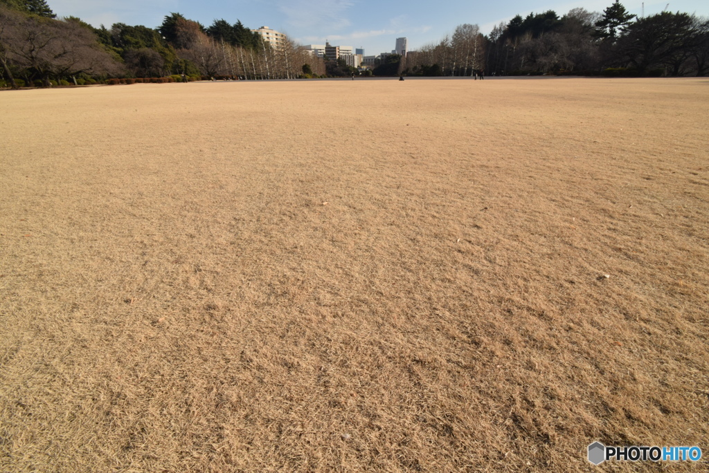 イギリス式庭園より