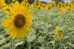 太陽の花