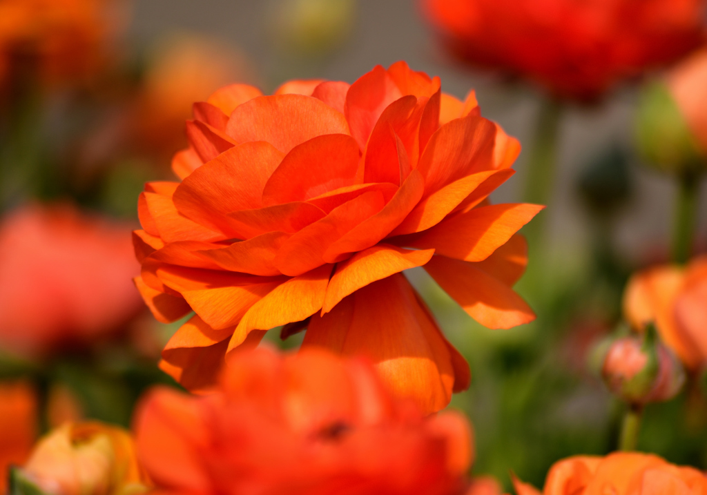 Orange Flower