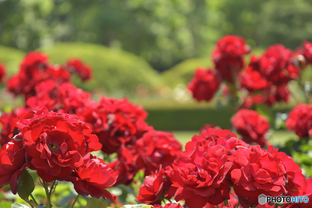 Shinjuku Roses