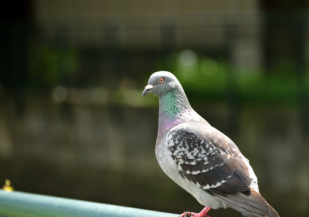 鳩