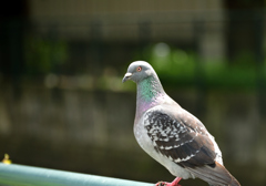 鳩