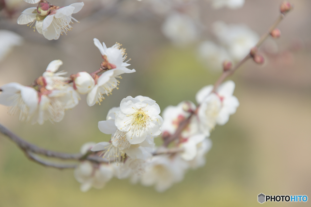 匂いおこせよ梅の花