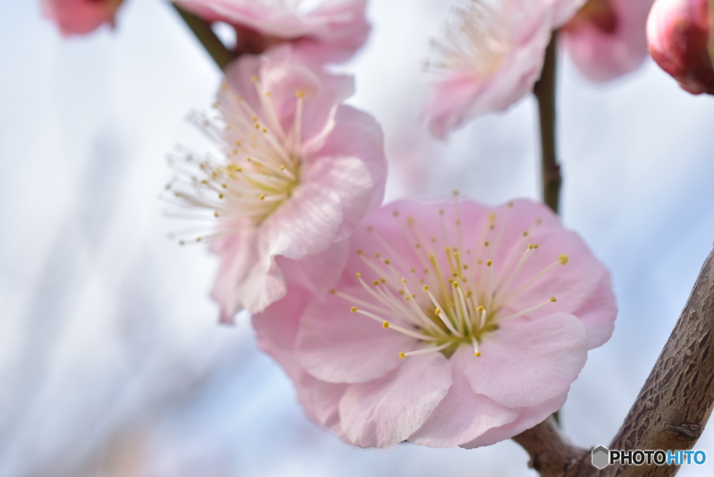にほひをこせよ梅の花