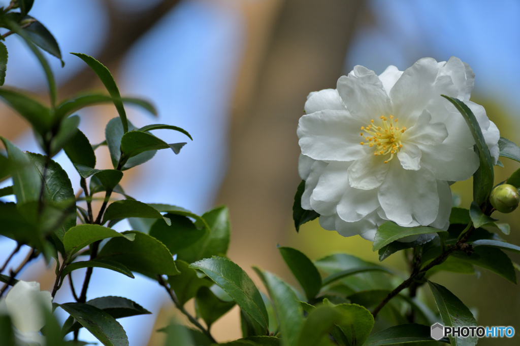 山茶花