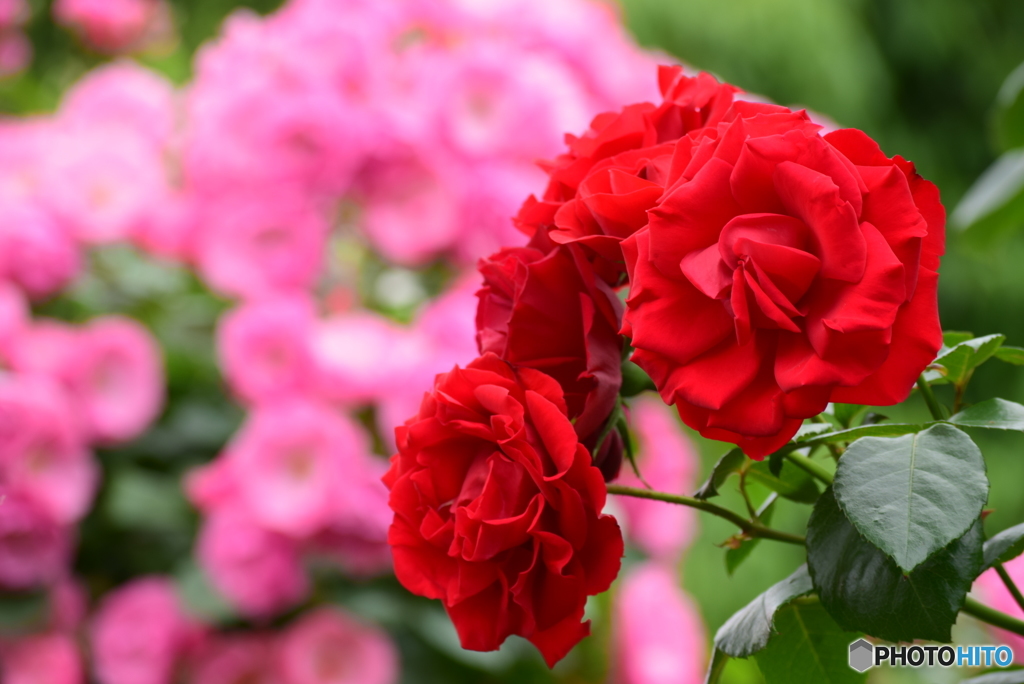 Roses 6