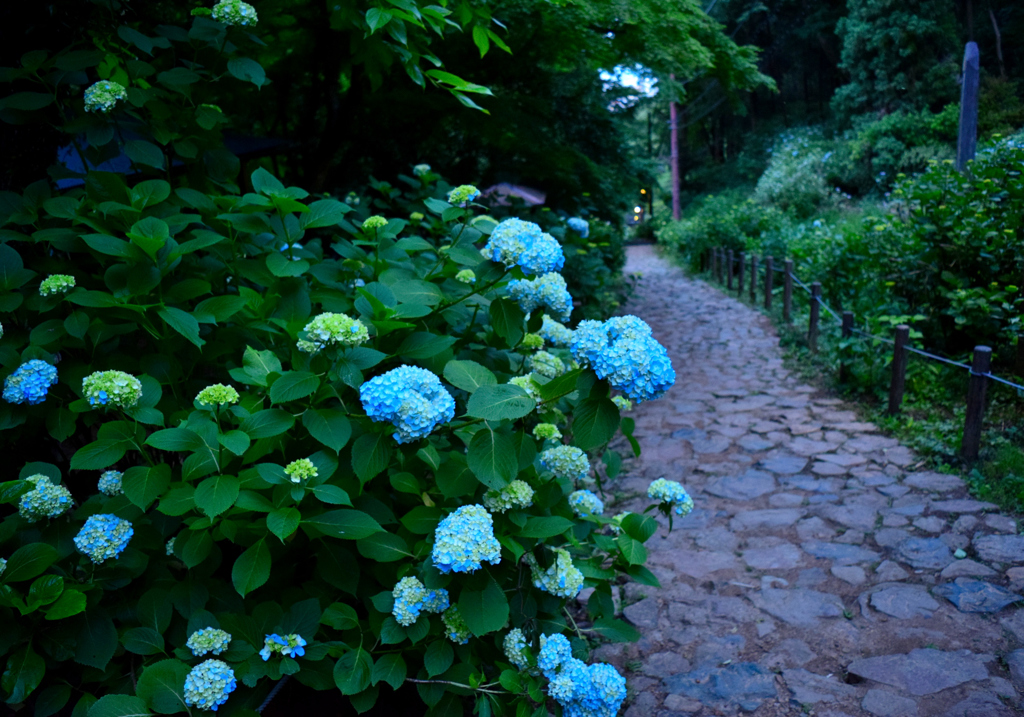 太平山あじさい坂