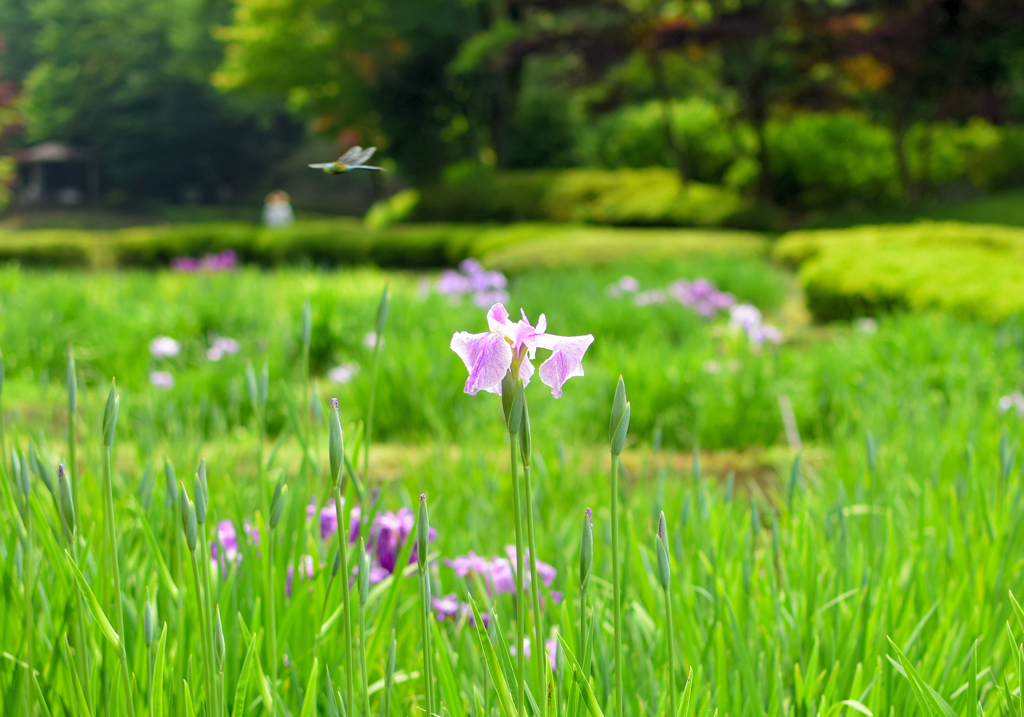 花菖蒲と・・・
