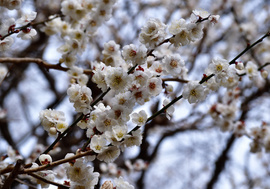 にほひをこせよ梅の花