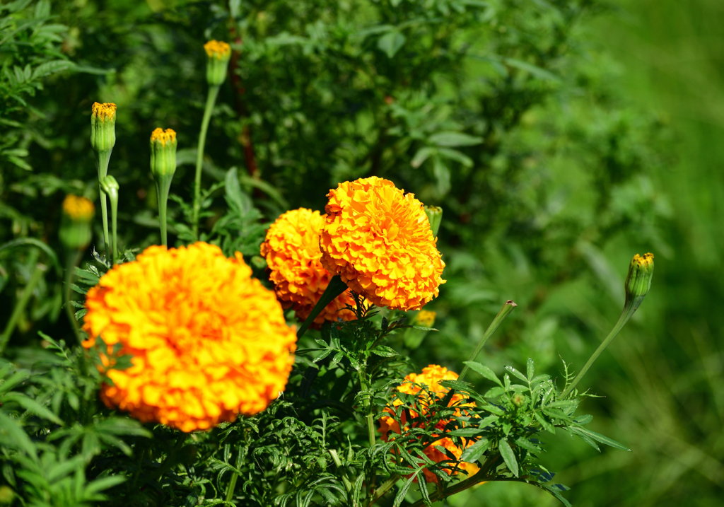 路傍の花壇にて①