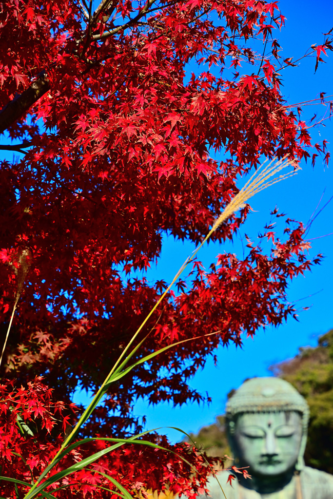 鎌倉紅 ～Kamakura Kurenai～