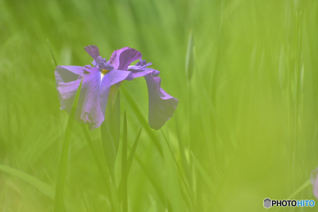 みどりの向こうに花菖蒲