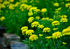 葉月の花壇