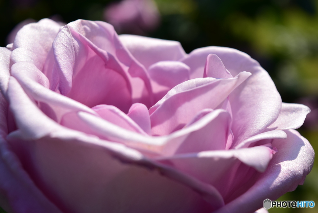 Roses 17
