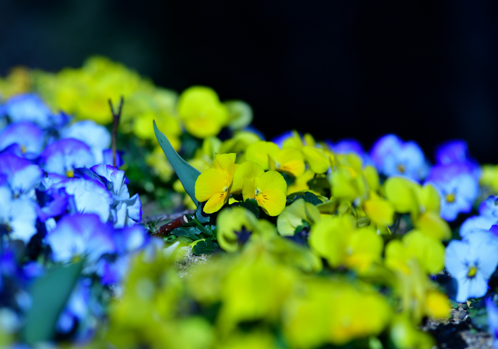 路傍の花壇にて②