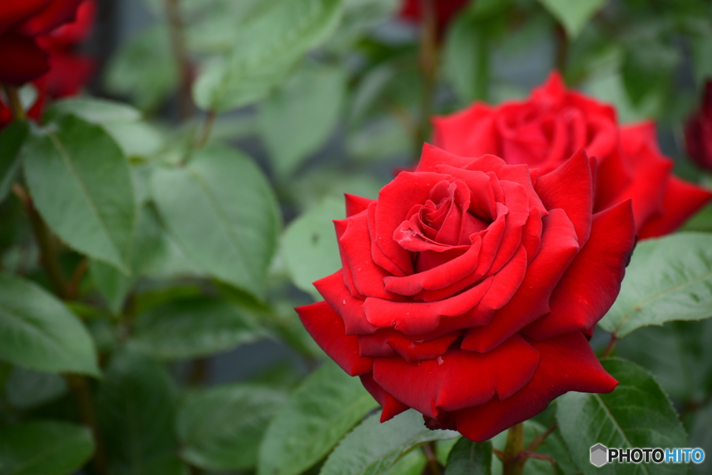 Roses 4
