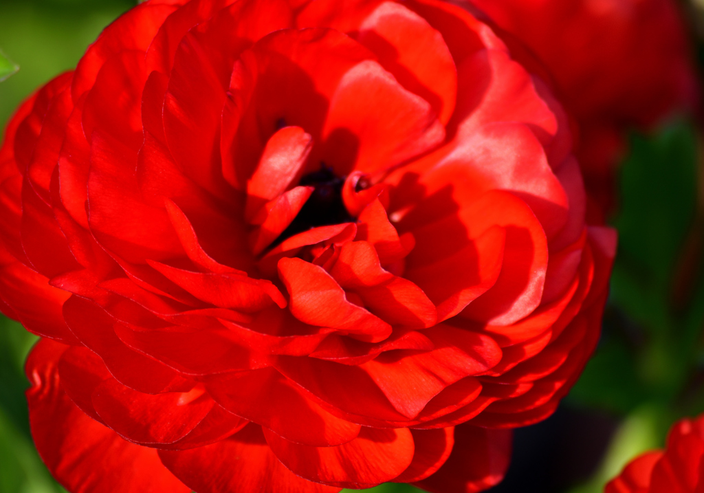 Red Flower