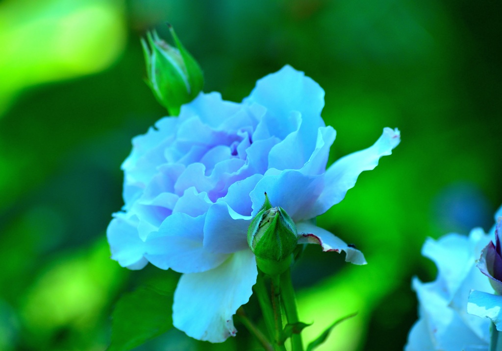 薔薇