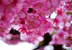 ふゆすぎてはるきたるらし