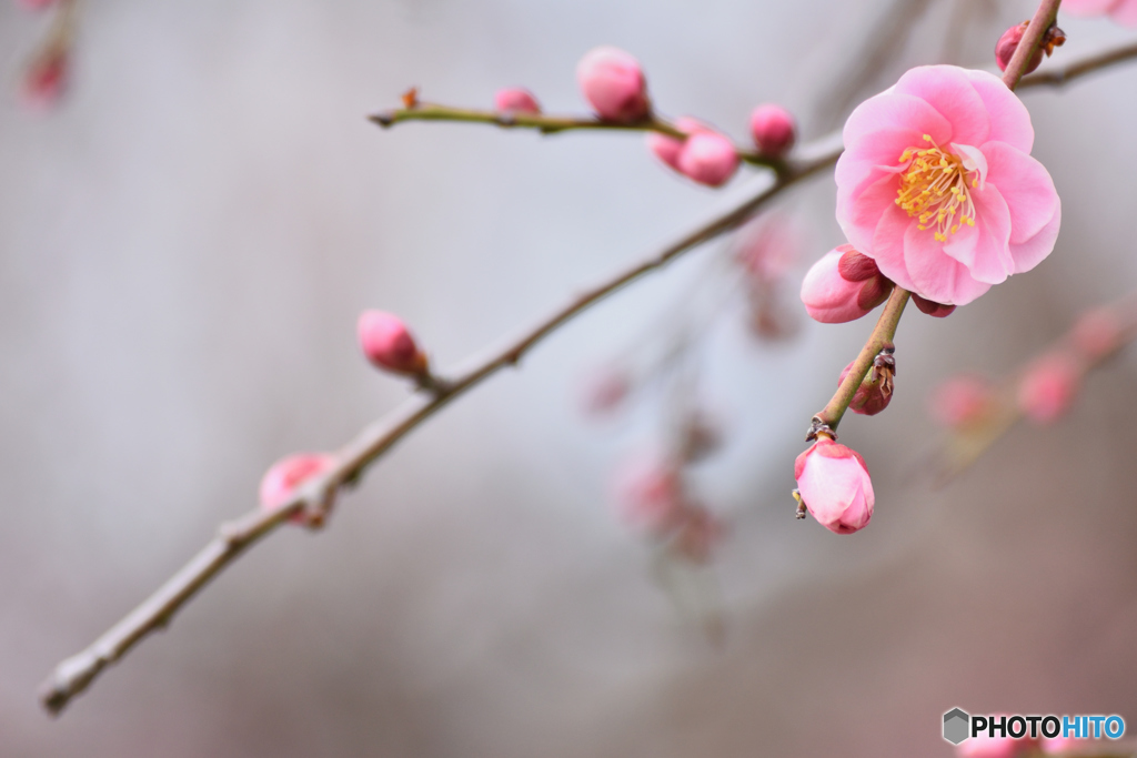 にほひをこせよ梅の花