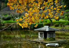 秋の薬師池②
