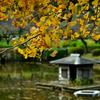 秋の薬師池②
