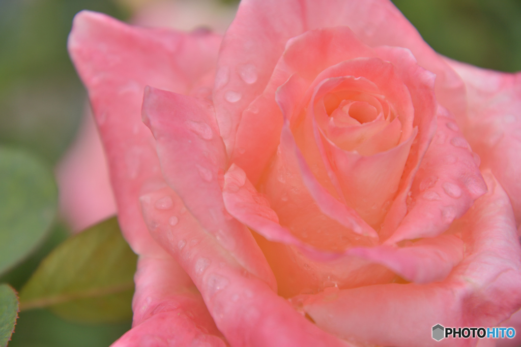 寒空 秋薔薇 雨あがり